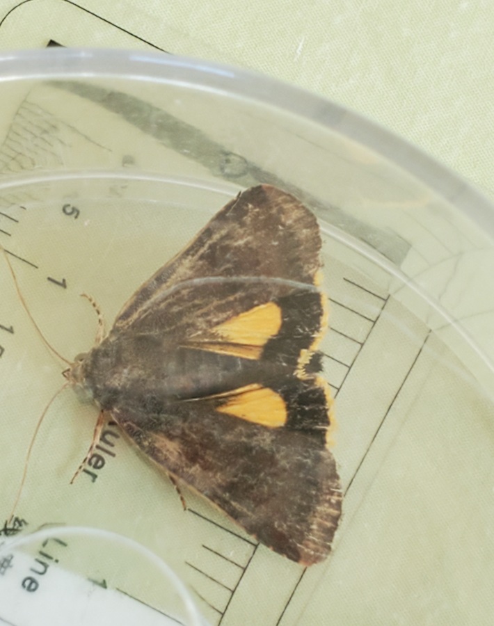 Least yellow underwing